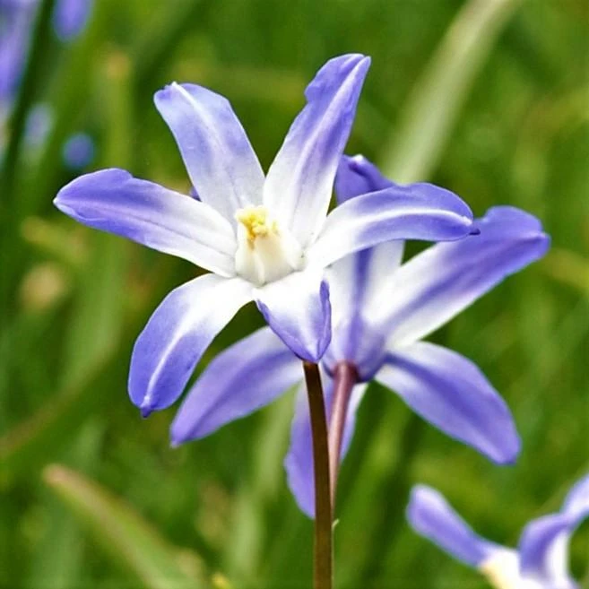 Chionodoxa - Spring Singalong Mix - Image 2
