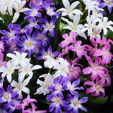 Chionodoxa - Spring Singalong Mix - Image 5