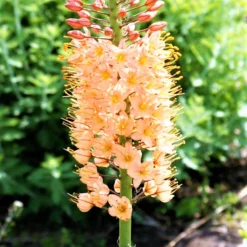Eremurus - Cleopatra