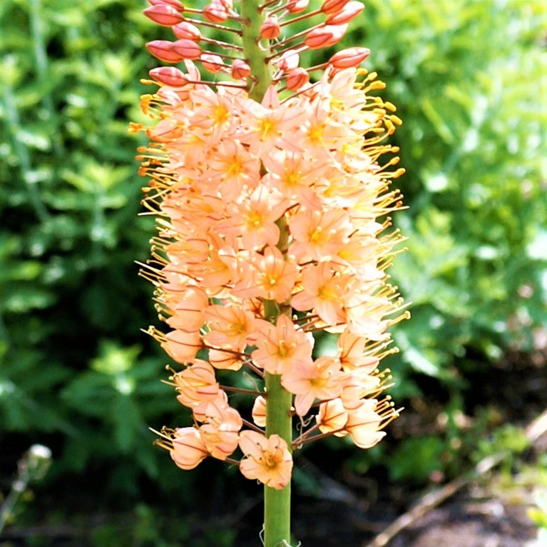 Eremurus - Shelford Hybrid Mix - Image 7