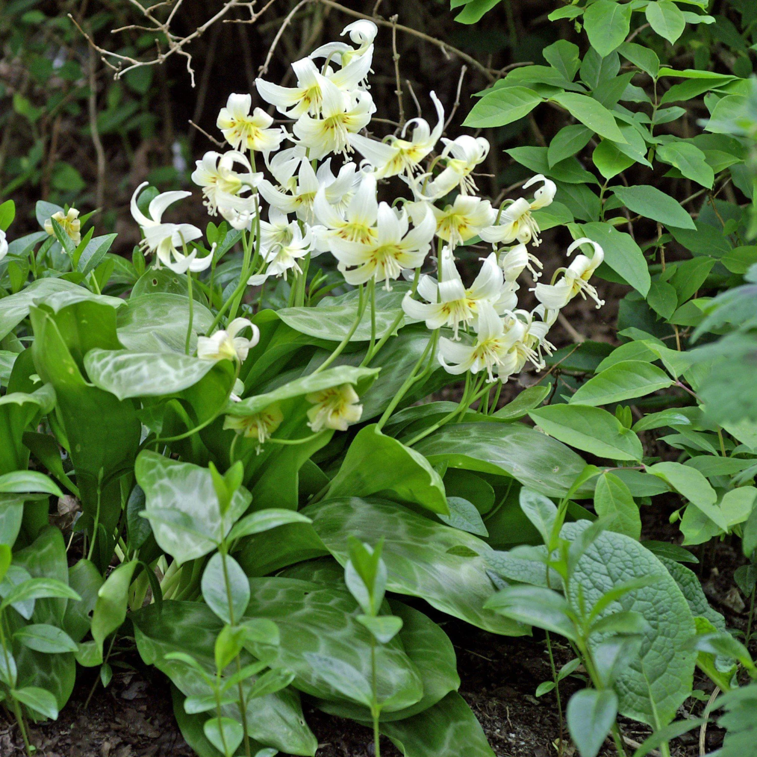 Erythronium - Californicum White Beauty - Image 4