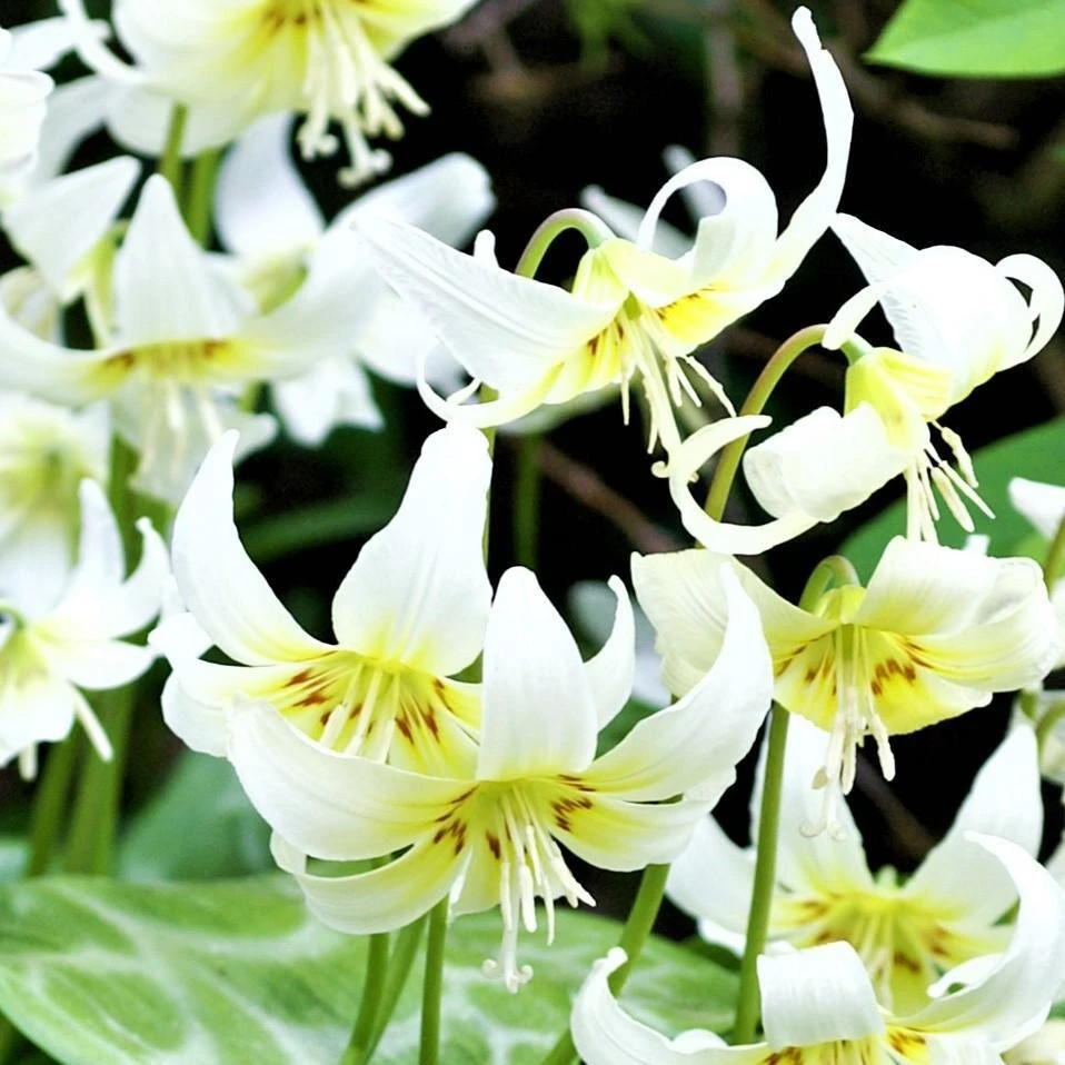 Erythronium - Californicum White Beauty - Image 3