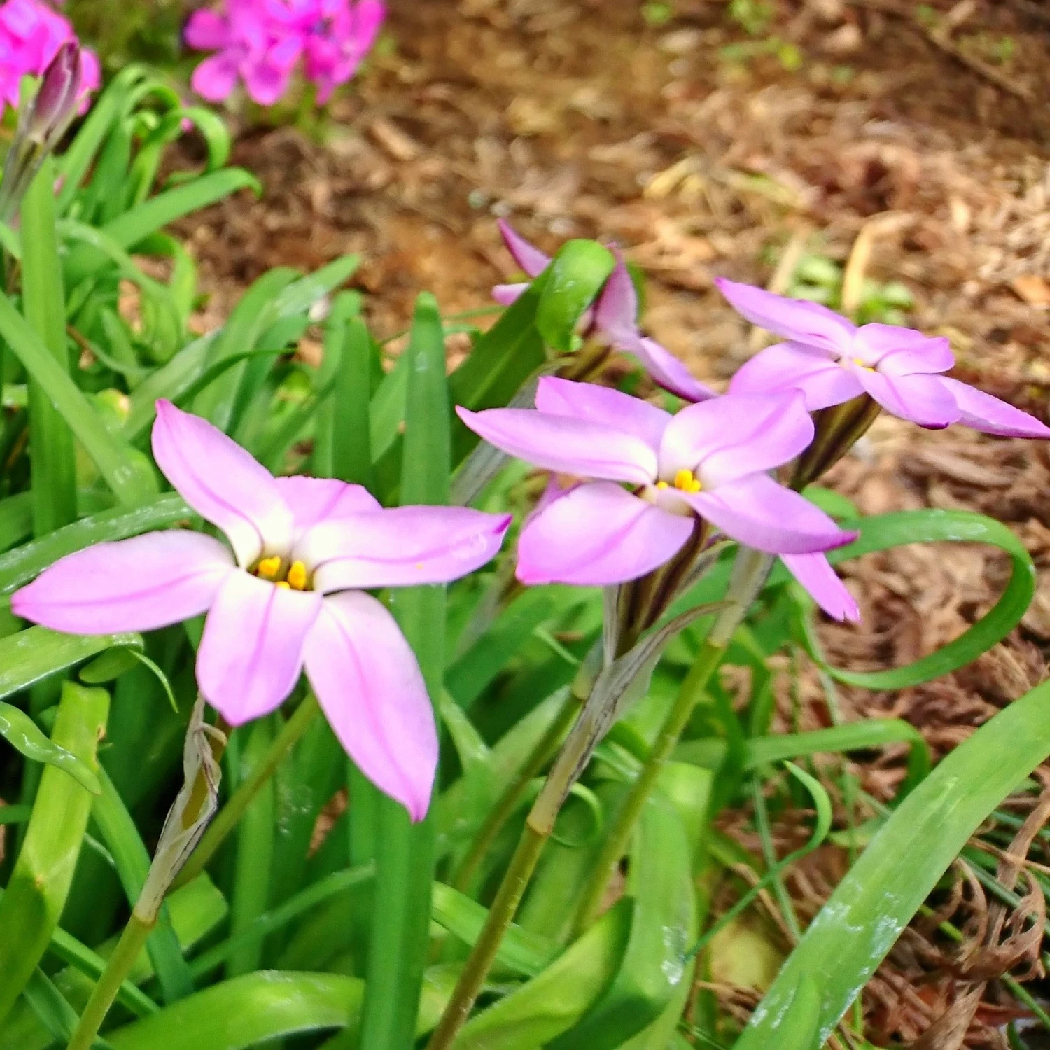 Starflower - Charlotte Bishop - Image 3