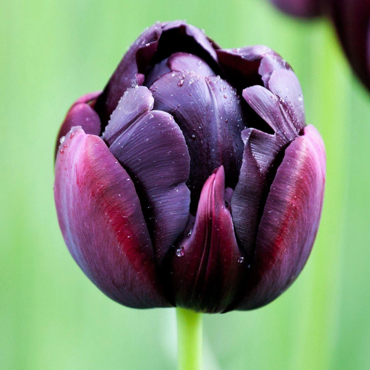 Allium & Tulip - Beauty & Sparkle Blend - Image 3