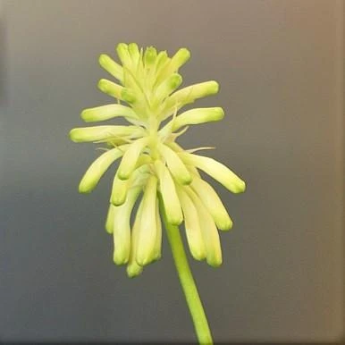 Veltheimia - Bracteata Lemon Flame - Image 3