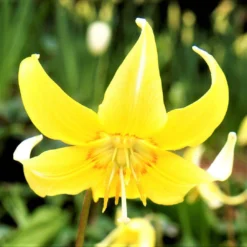 Erythronium - Pagoda Dog Tooth Violet