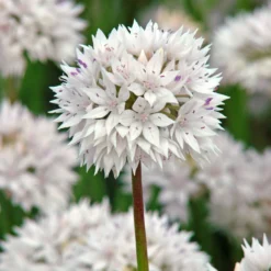 Allium - Amplectens Graceful Beauty