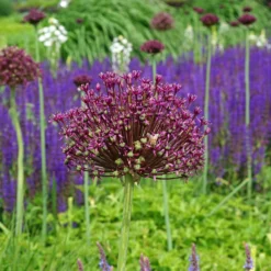 Allium - Atropurpureum