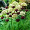 Allium - Sonoma Collection