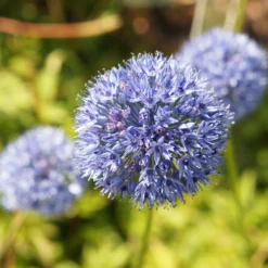 Allium - Azureum Blue Of The Heavens