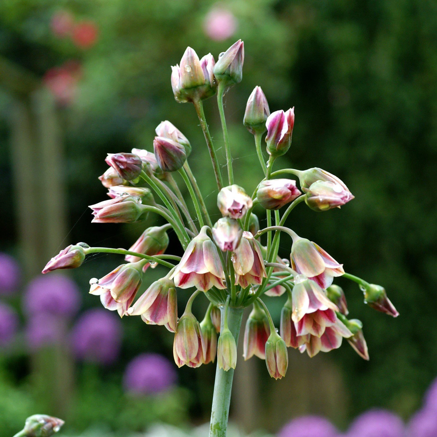 Allium - Bulgaricum