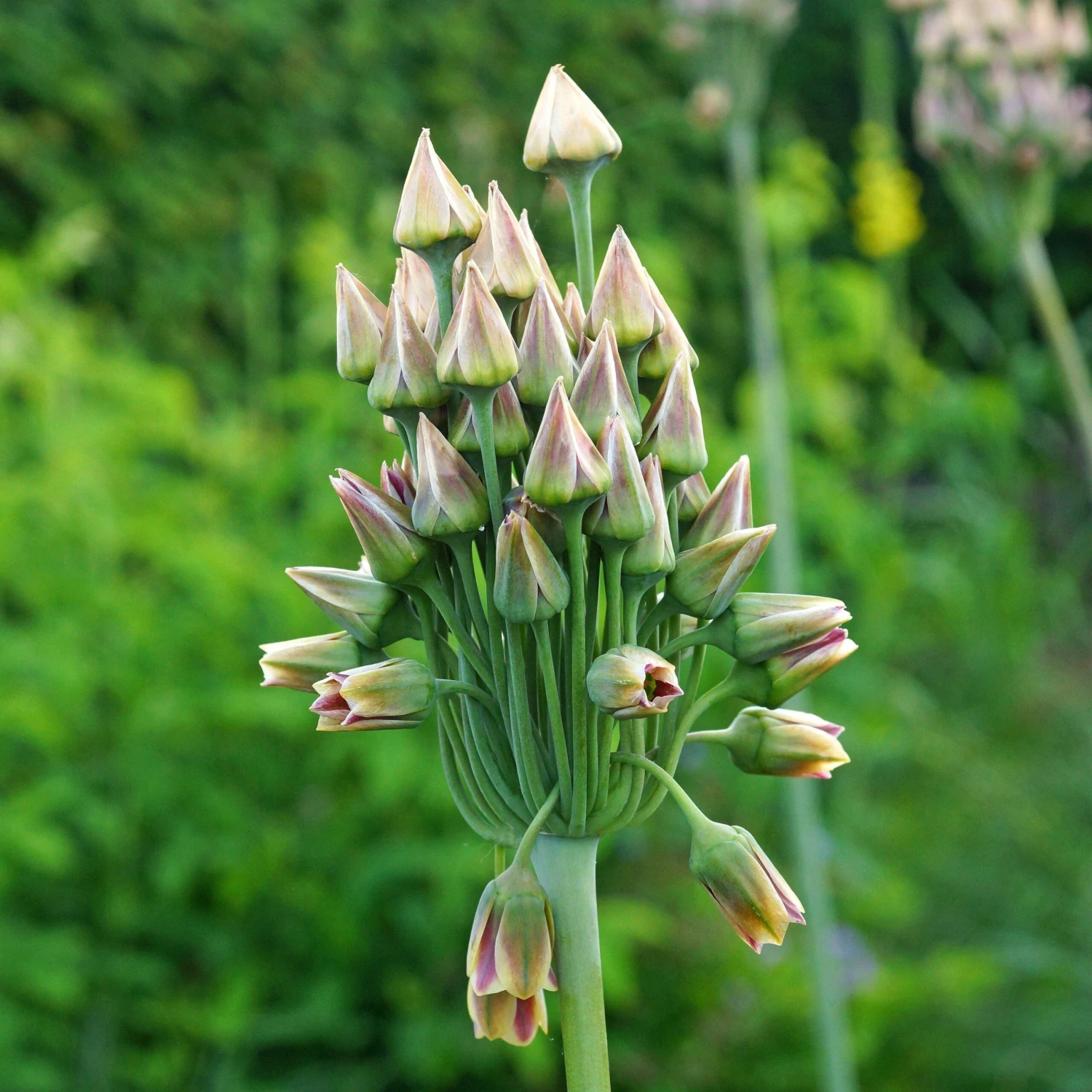Allium - Bulgaricum - Image 3