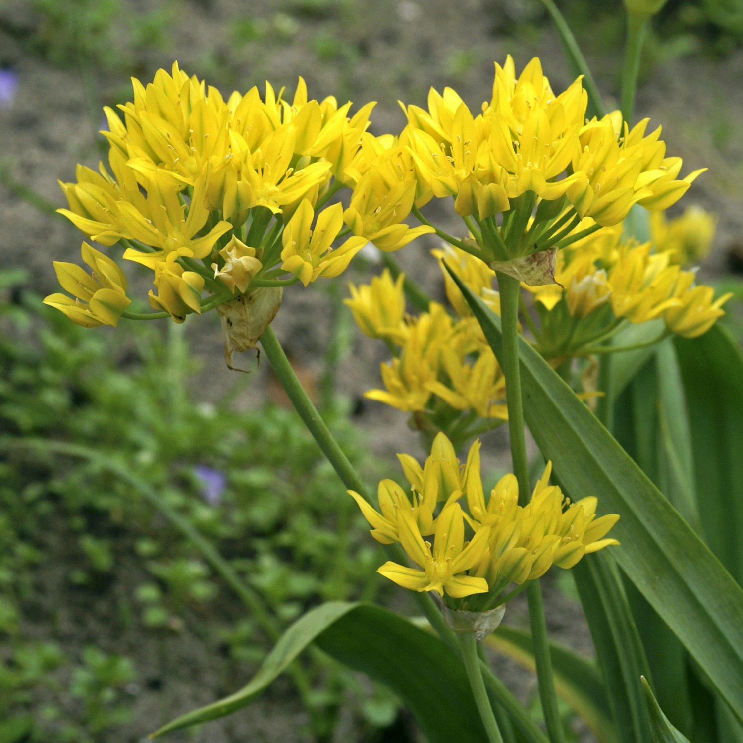 Allium - Moly Golden Garlic - Image 2