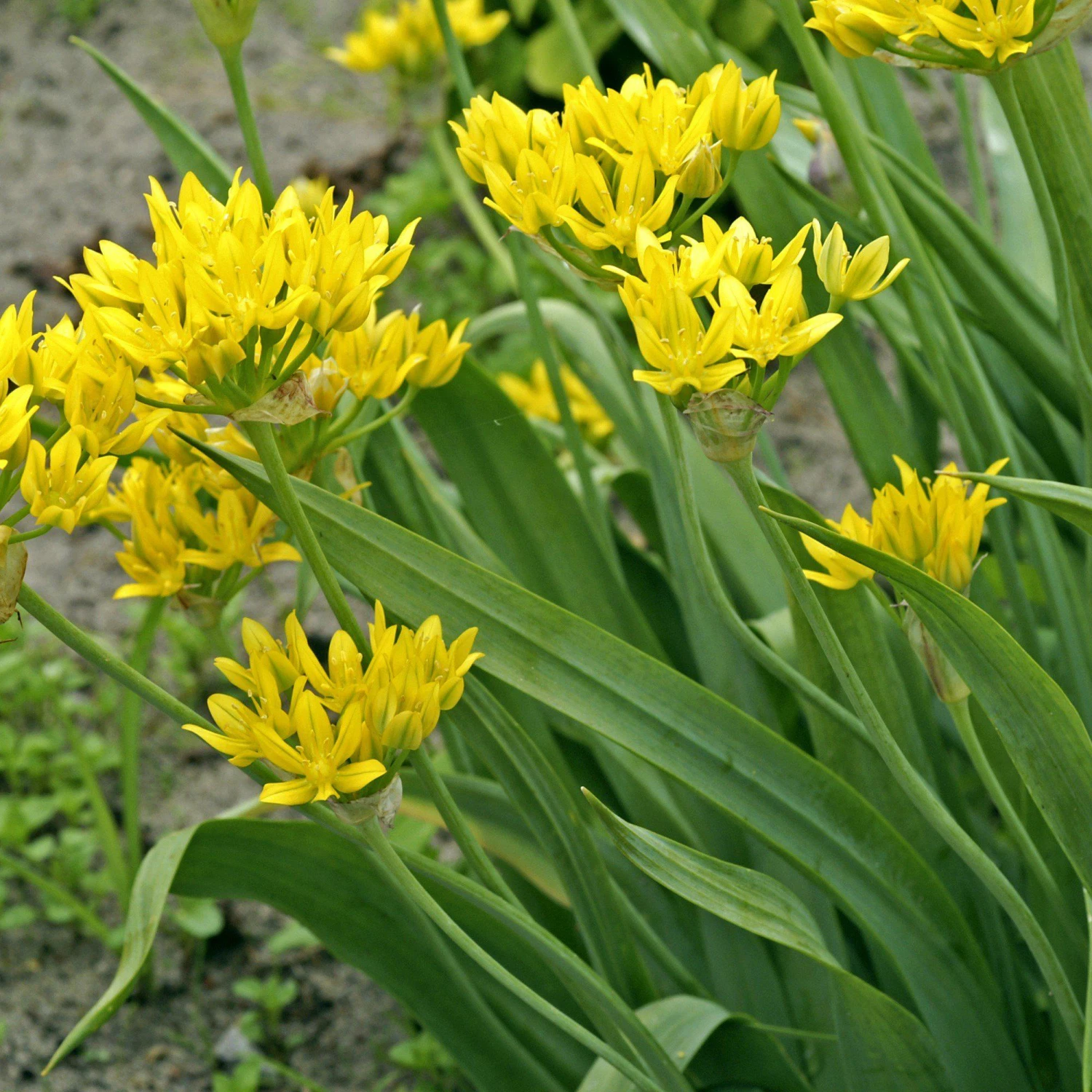 Allium - Moly Golden Garlic - Image 3