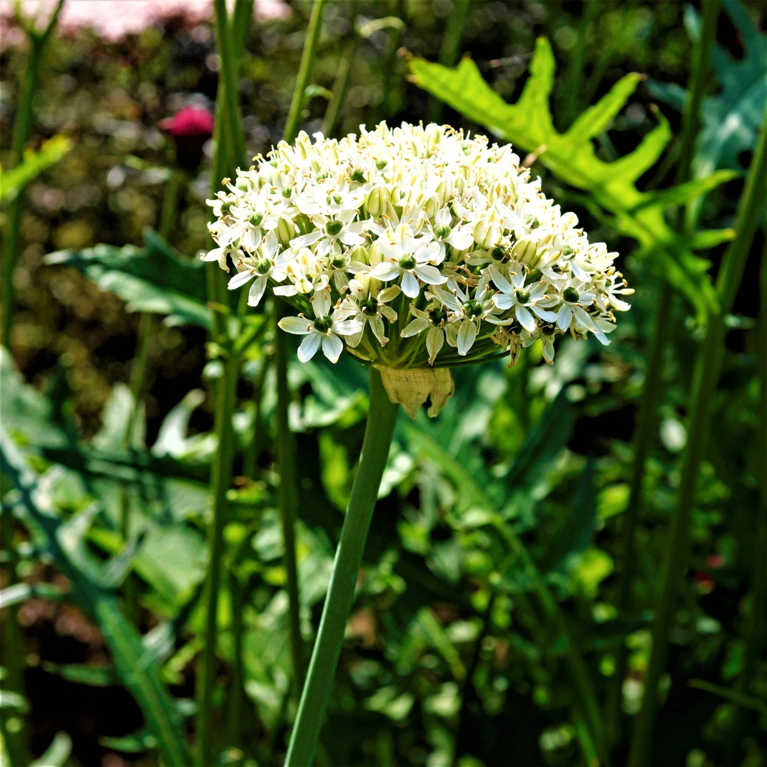 Allium - Nigrum