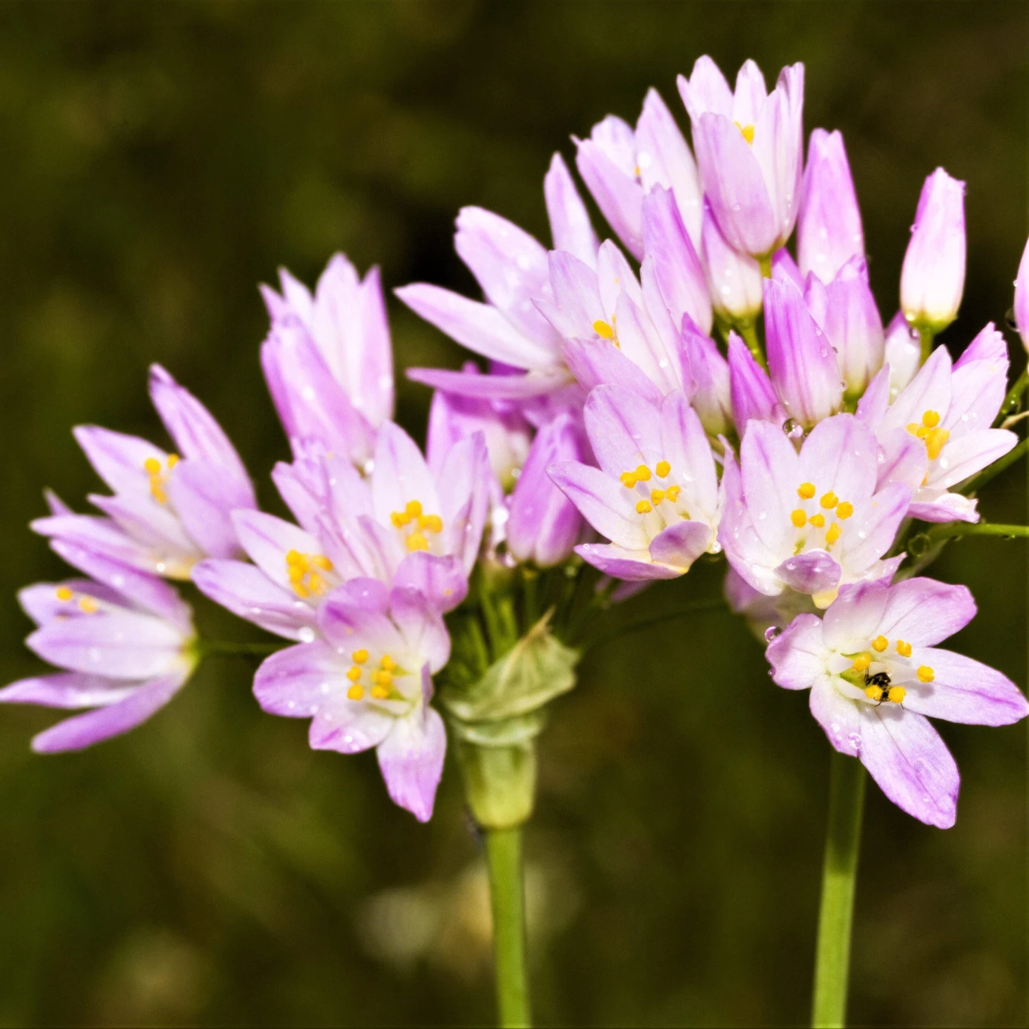 Allium - Roseum Rosy Garlic - Image 2