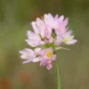 Allium - Roseum Rosy Garlic