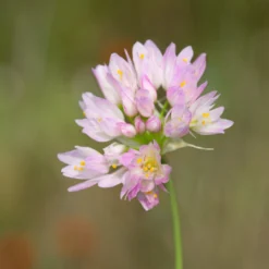 Allium - Roseum Rosy Garlic