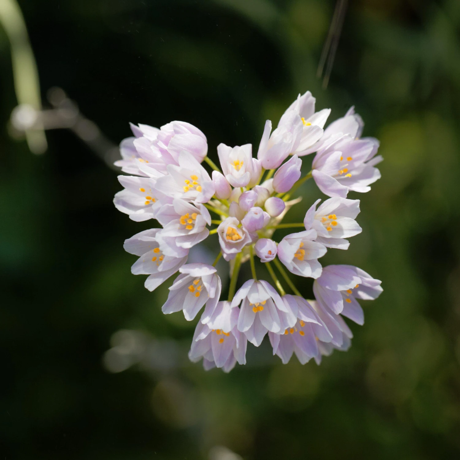 Allium - Roseum Rosy Garlic - Image 3