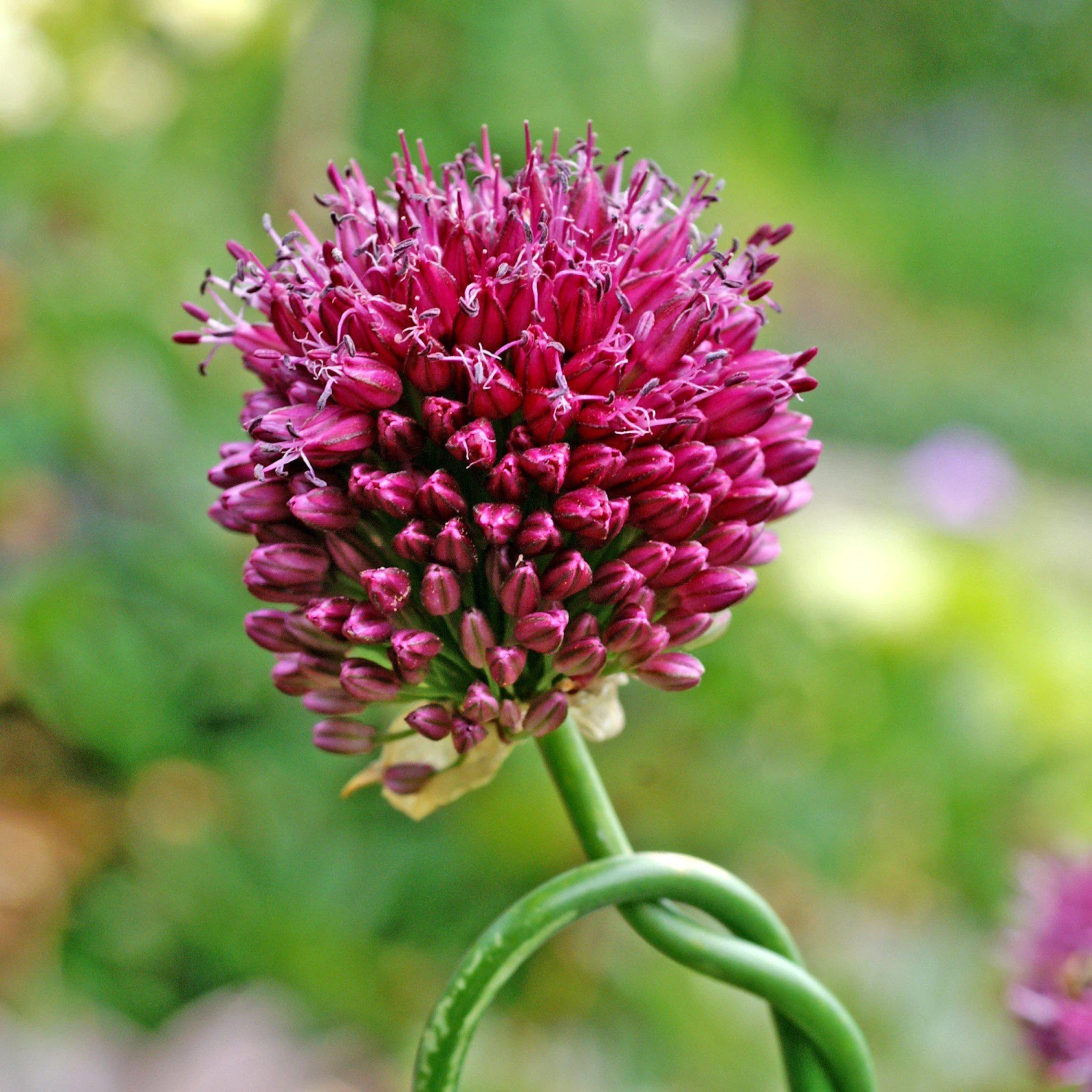 Allium - Sphaerocephalon Drumstick - Image 3