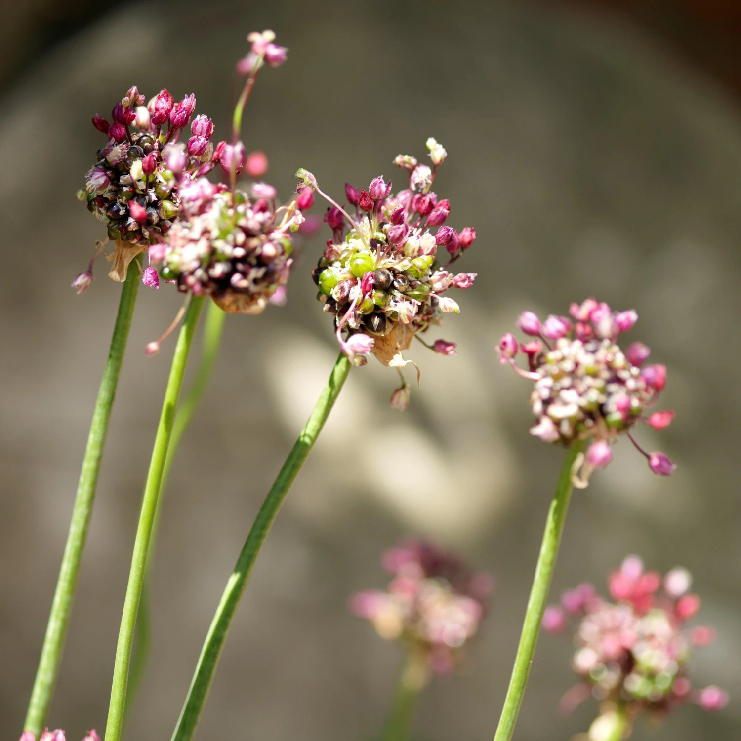 Allium - Vineale Dready - Image 4
