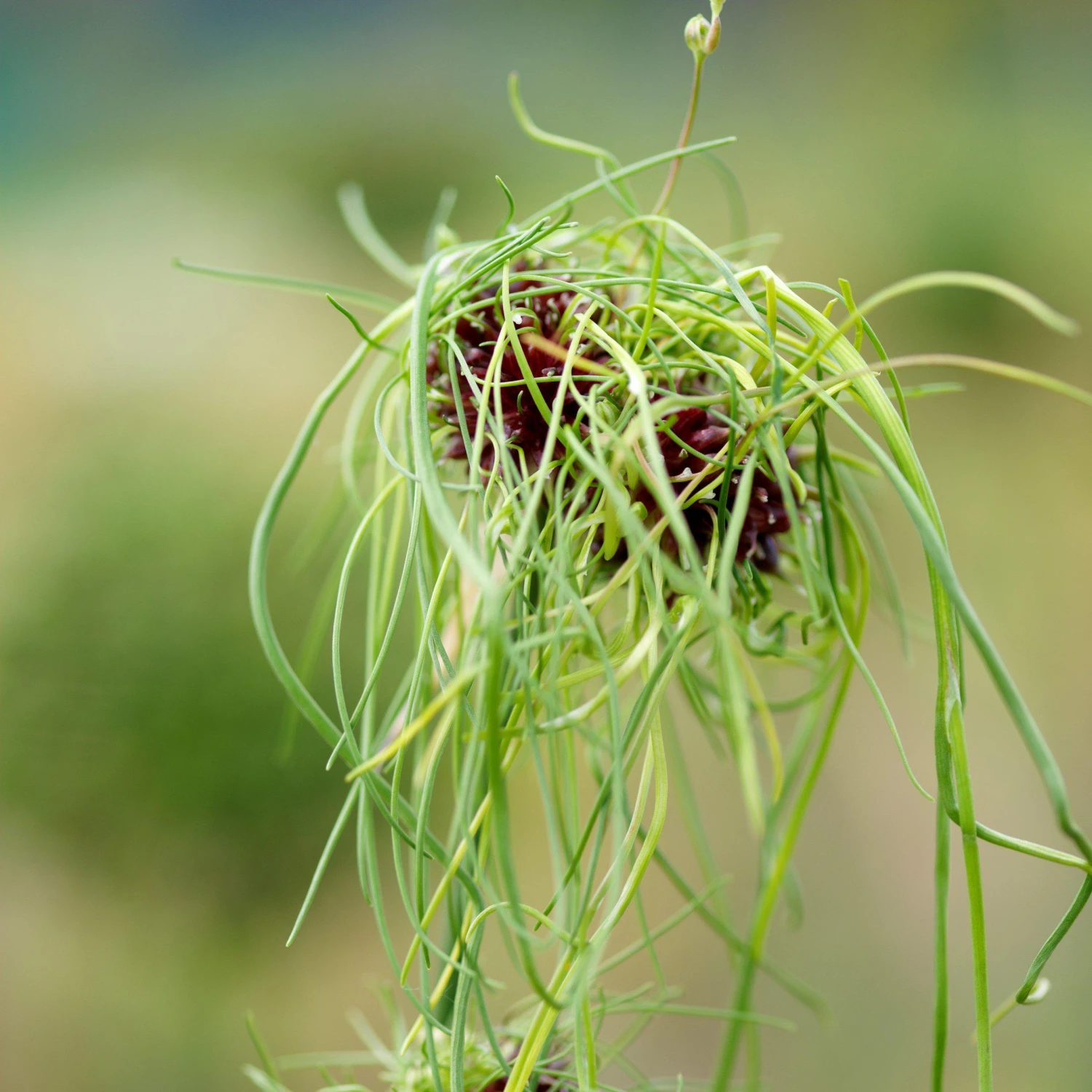 Allium - Vineale Dready - Image 6