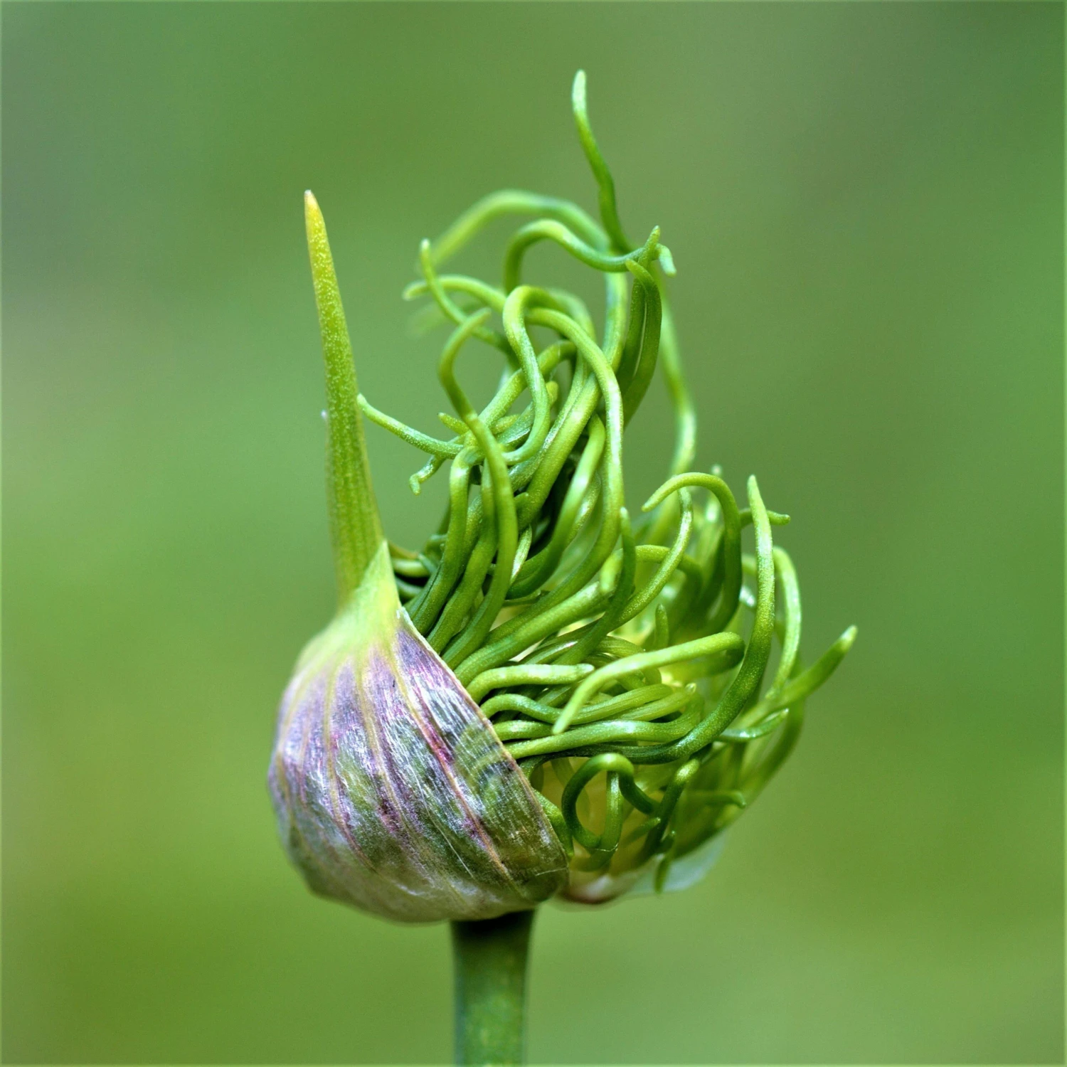 Allium - Vineale Dready - Image 3