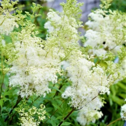 Astilbe - Bridal Veil