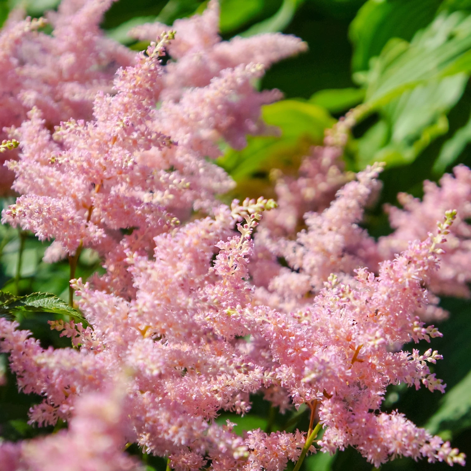 Astilbe - Europa - Image 4