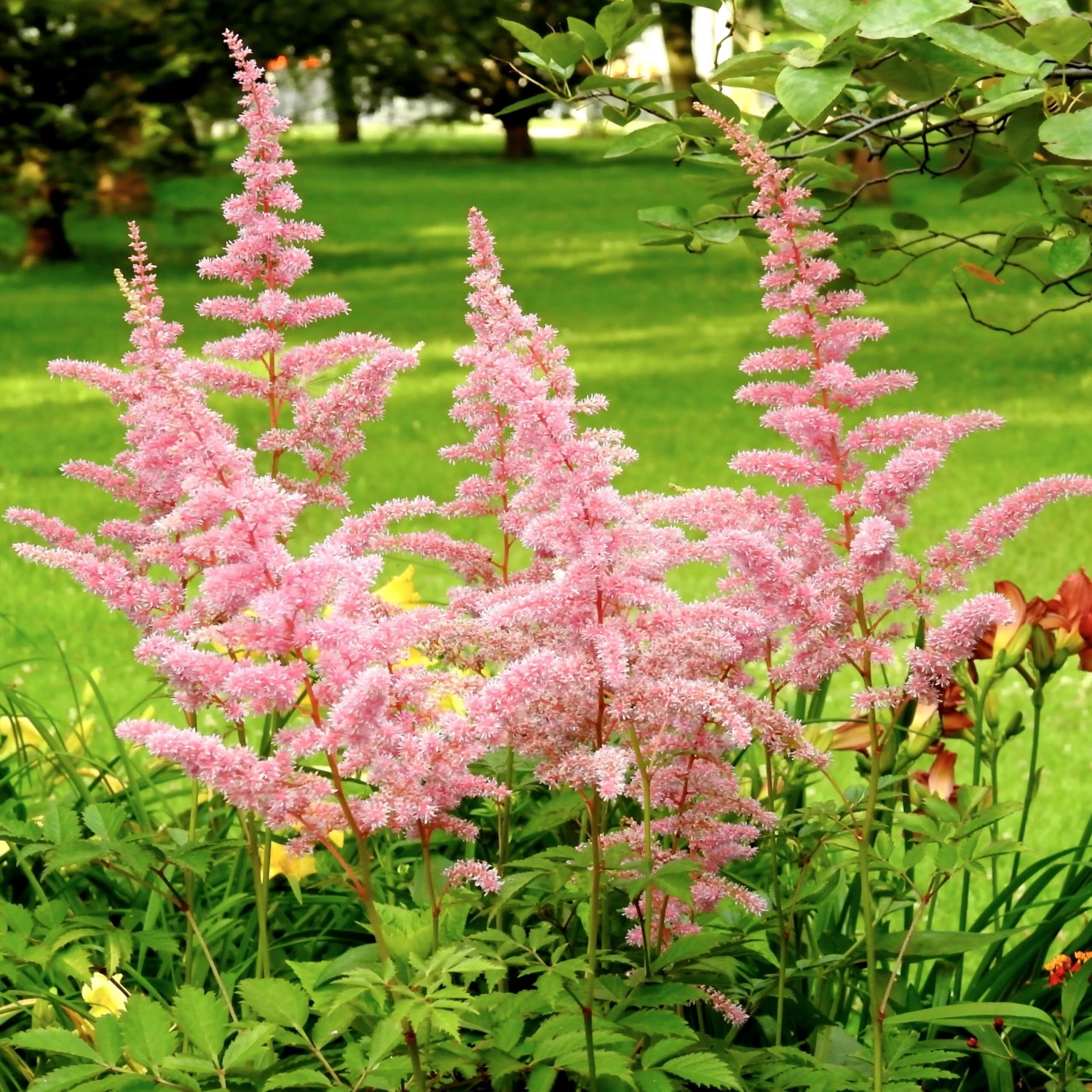 Astilbe - Europa - Image 2