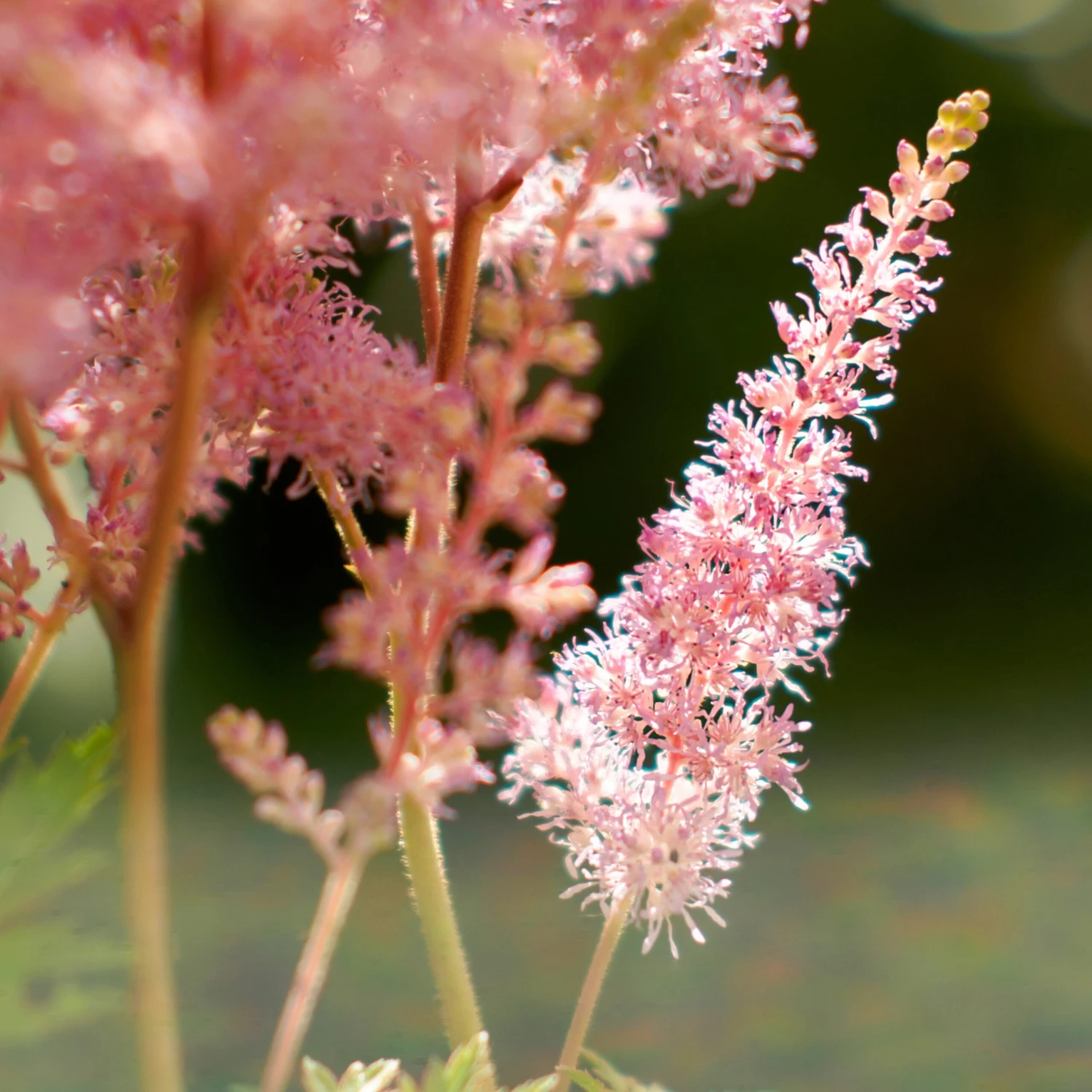 Astilbe - Europa - Image 3