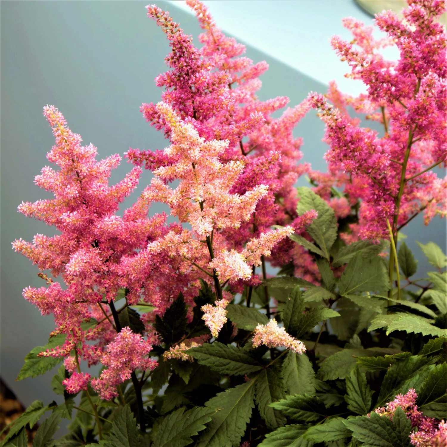 Astilbe - Europa - Image 5