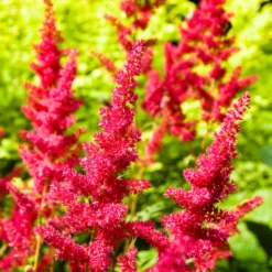 Astilbe - Fanal