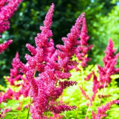 Astilbe - Maggie Daley