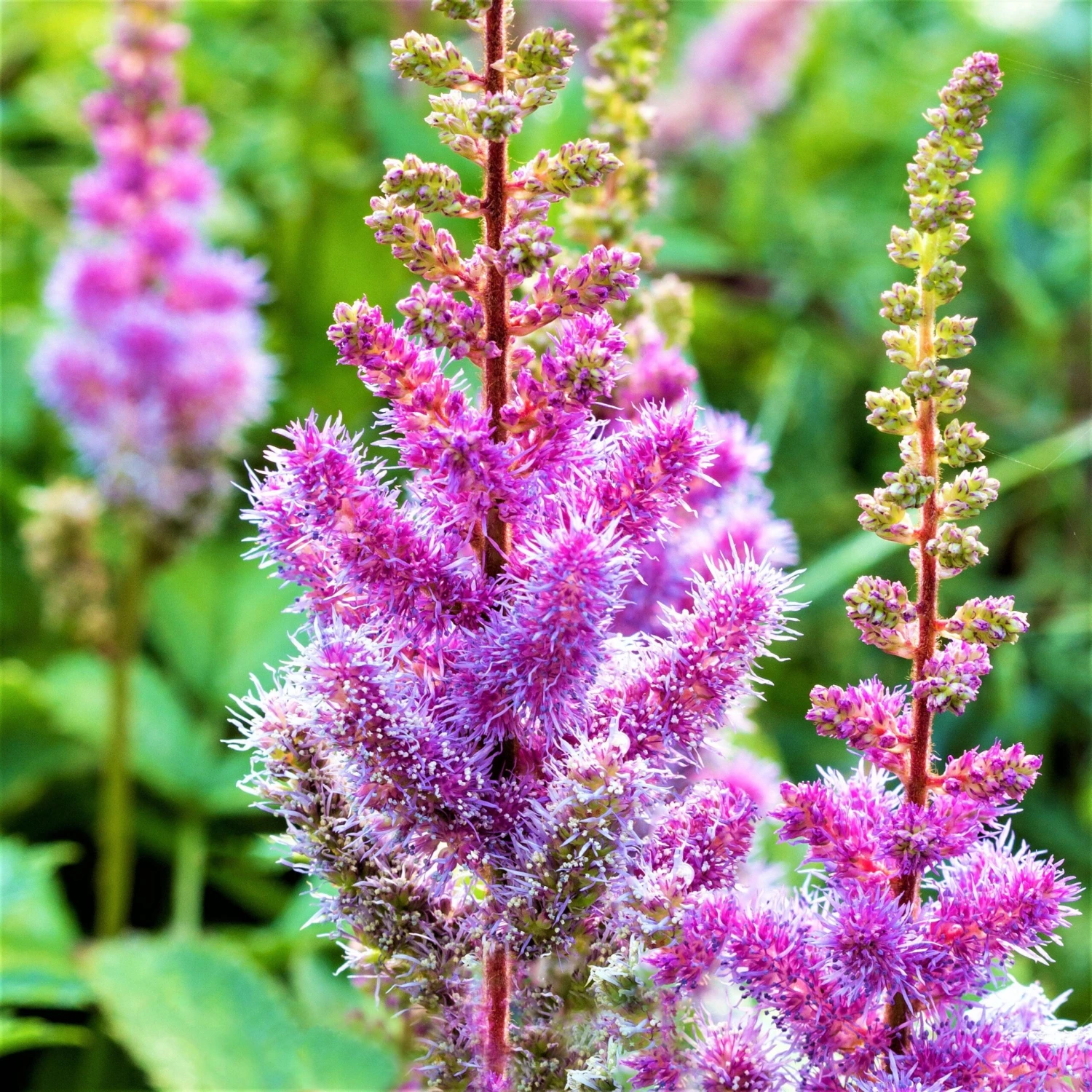 Astilbe - Purple Lance