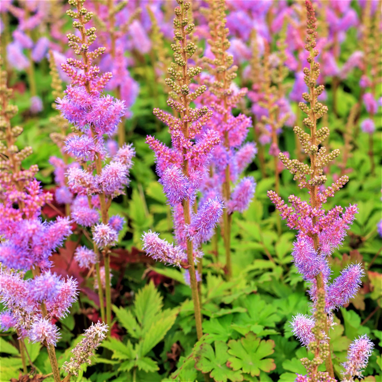 Astilbe - Purple Lance - Image 2