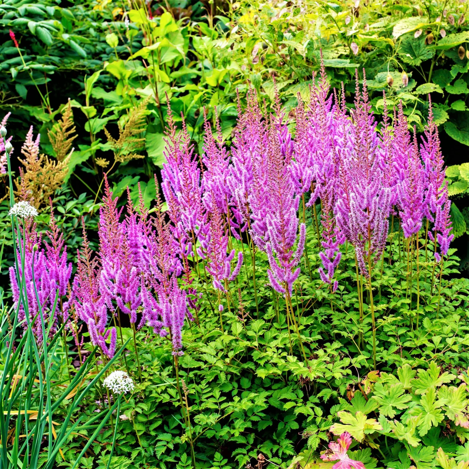 Astilbe - Purple Lance - Image 5
