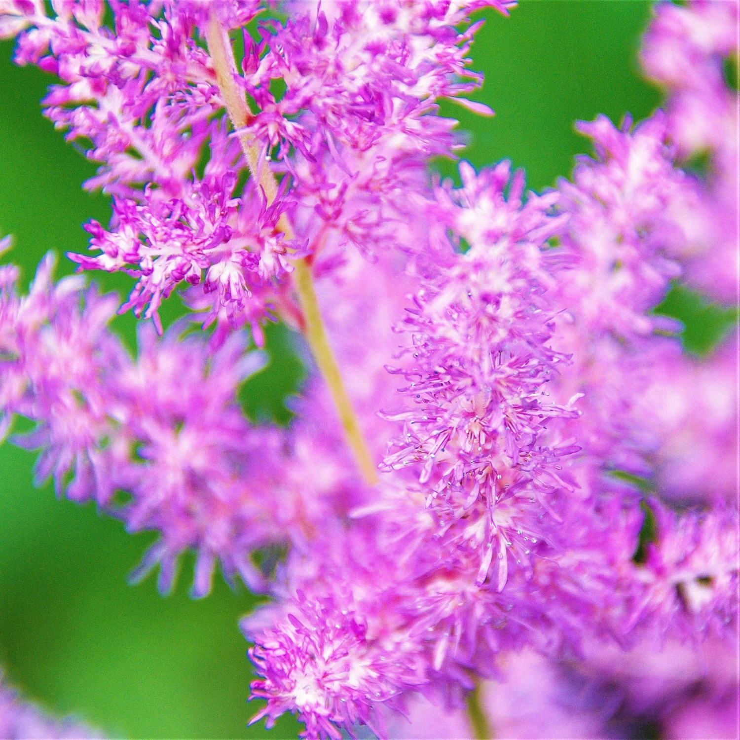 Astilbe - Purple Lance - Image 4