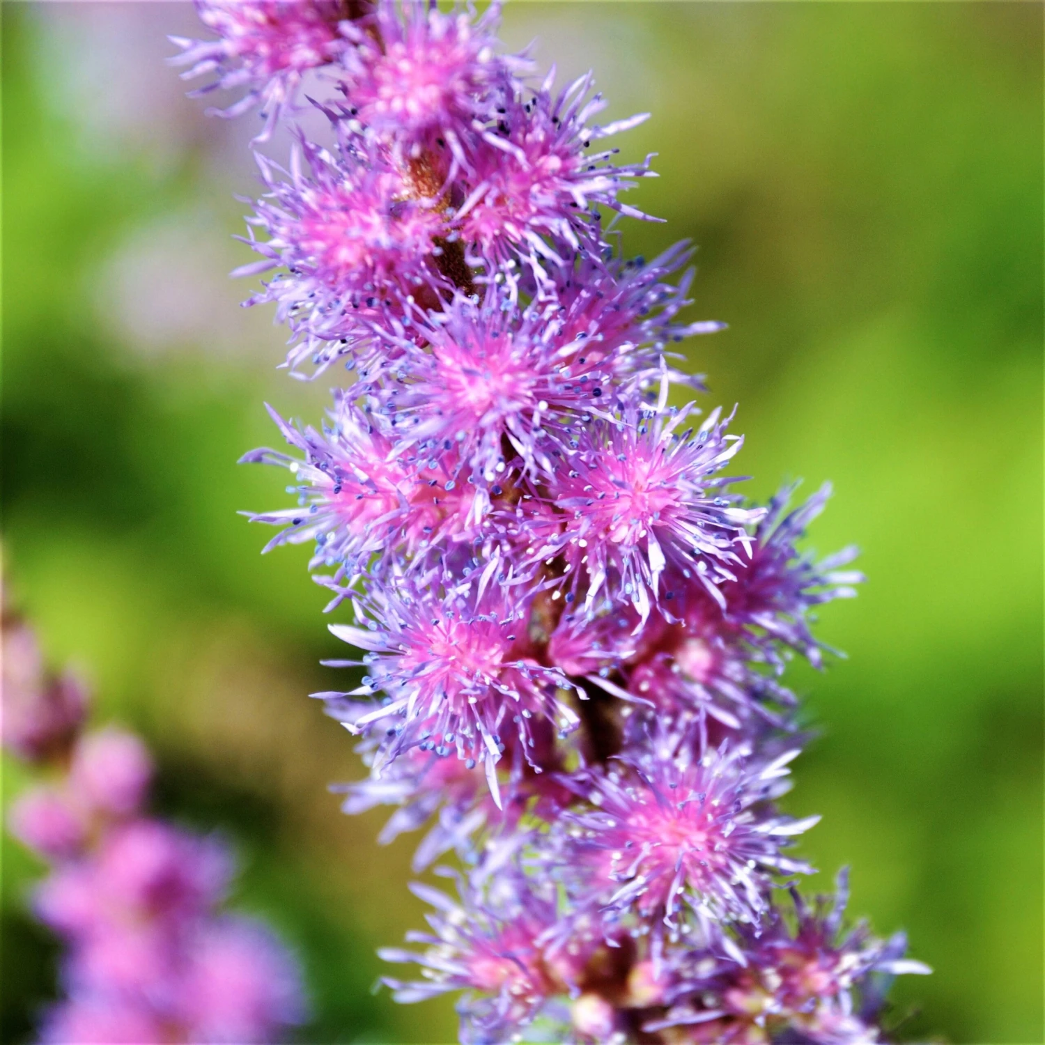 Astilbe - Purple Lance - Image 6