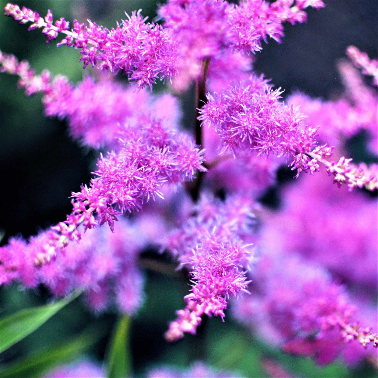Astilbe - Purple Lance - Image 8