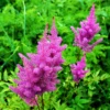 Astilbe - Vision