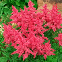 Astilbe - Younique Carmine