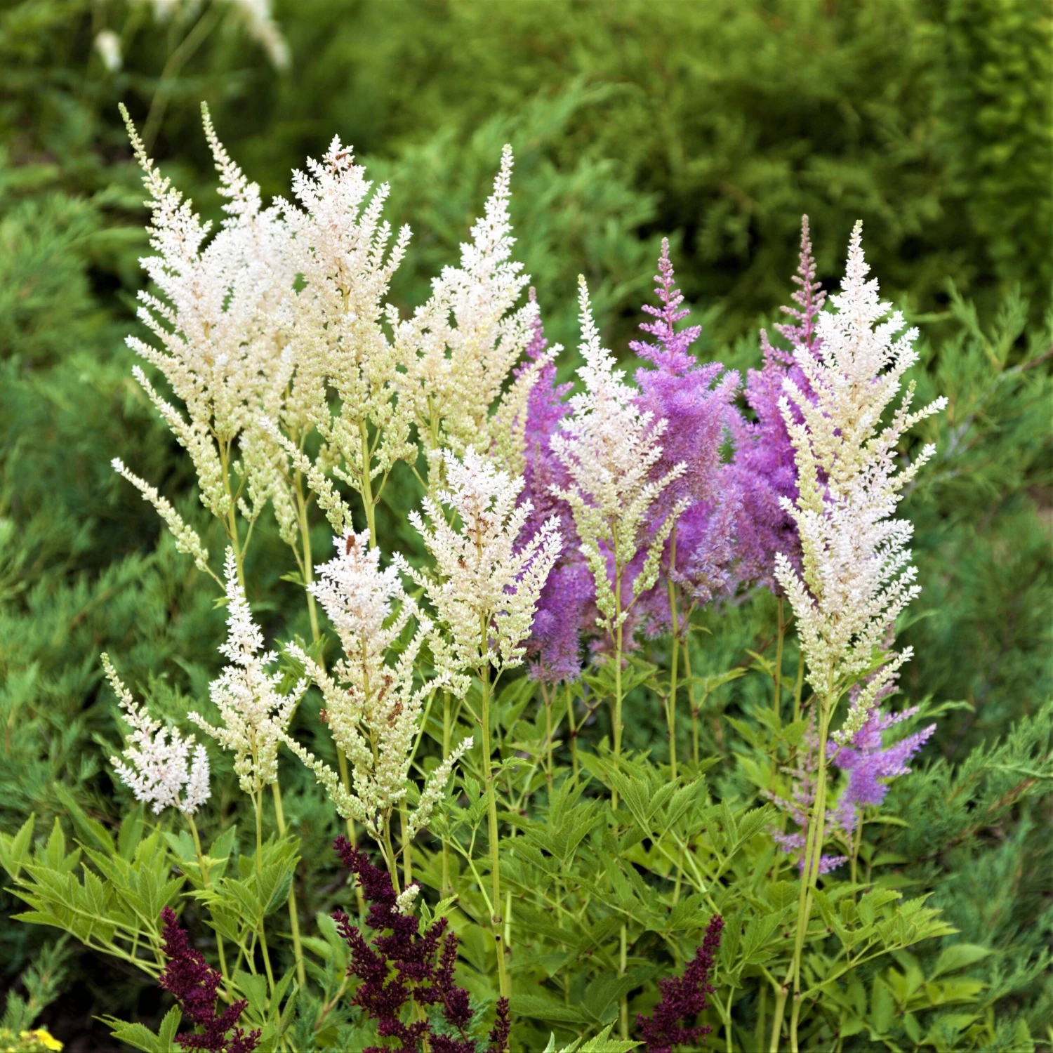 Astilbe - Younique White - Image 5