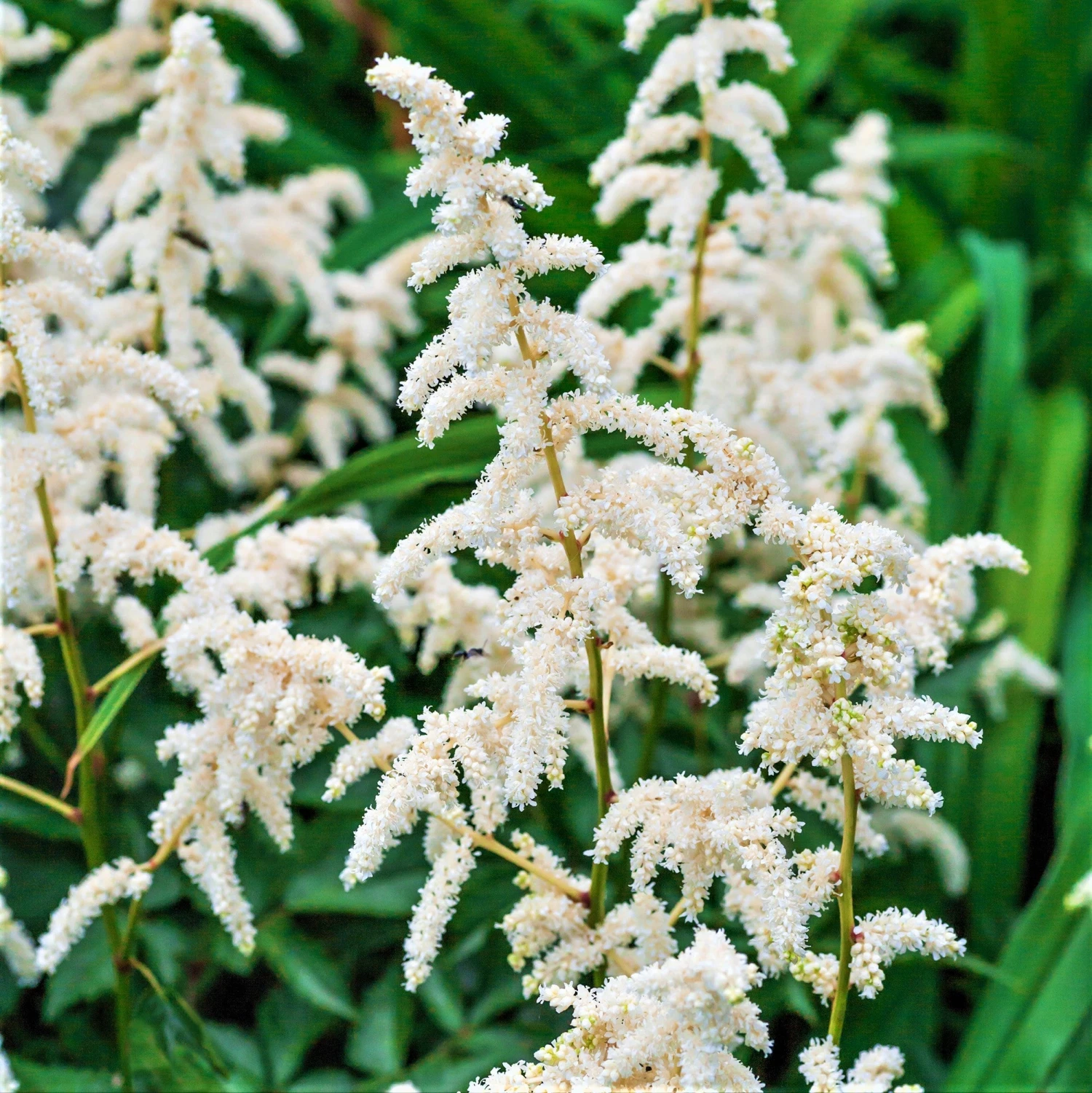 Astilbe - Younique White - Image 3