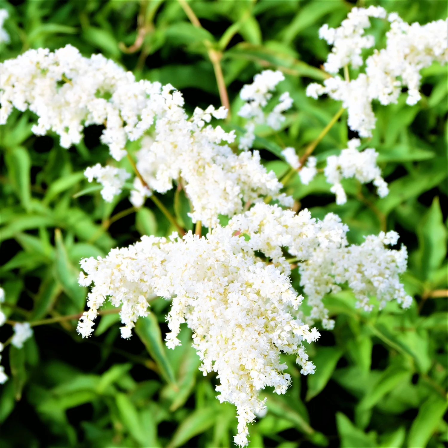 Astilbe - Younique White - Image 4