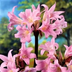 Belladonna Lily - Pink