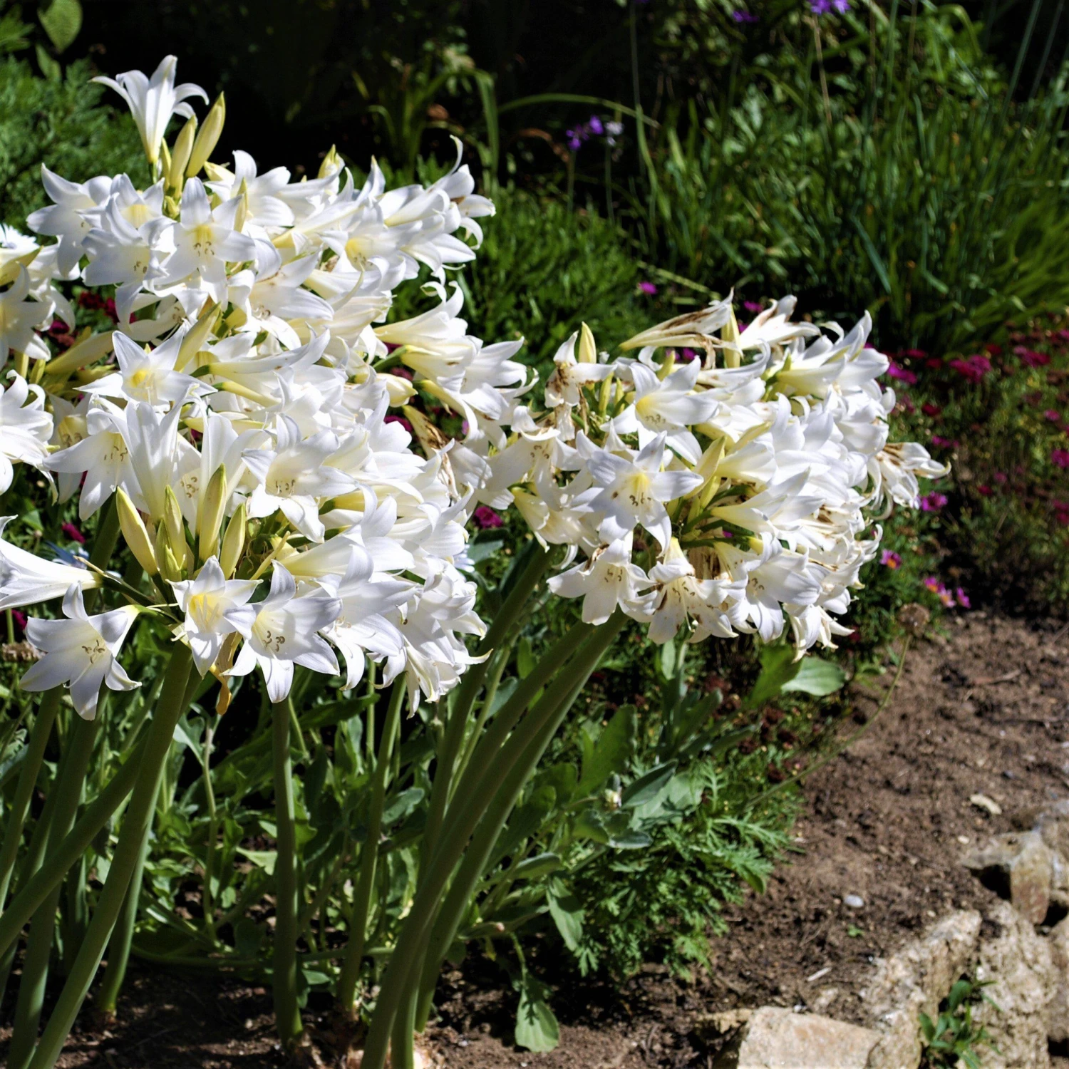 Belladonna Lily - White - Image 2