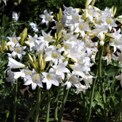 Belladonna Lily - White