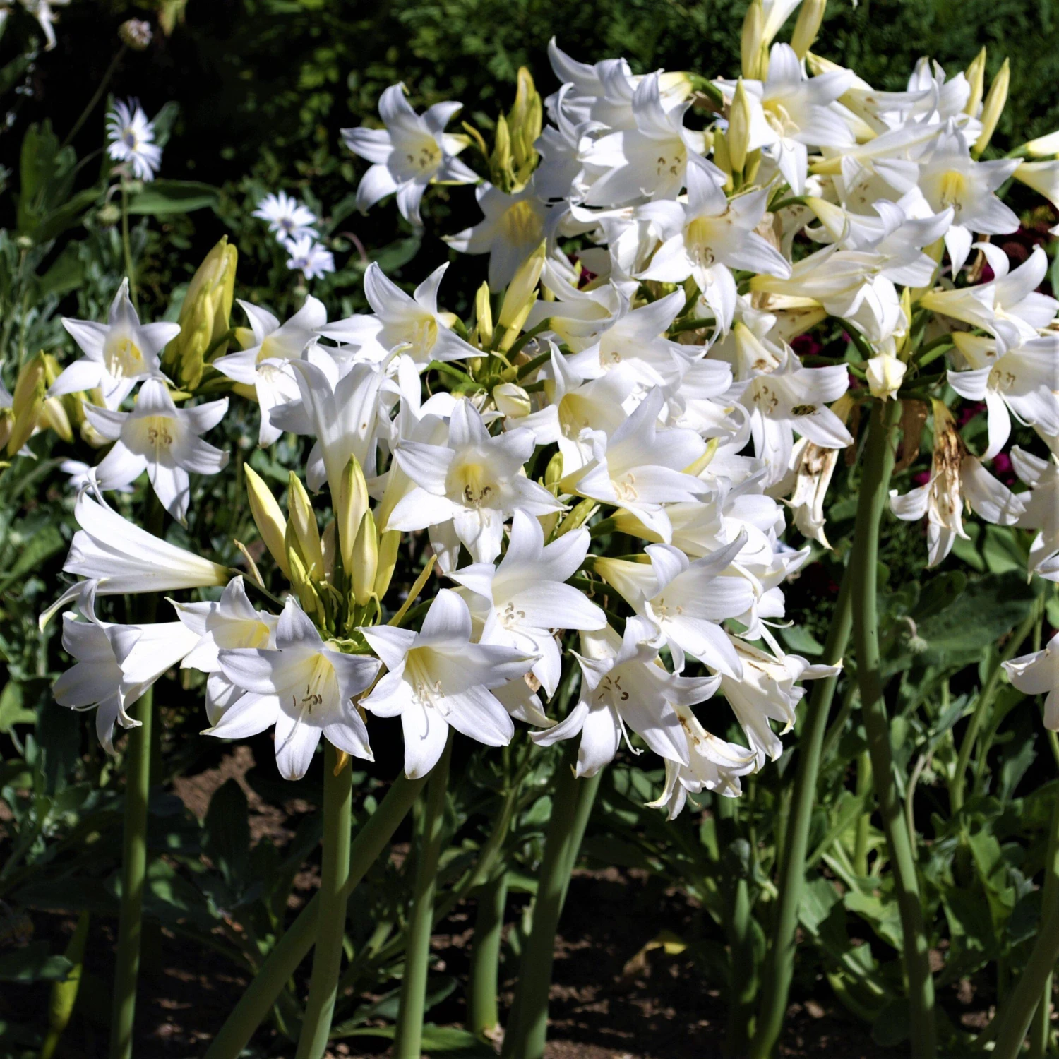 Belladonna Lily - White