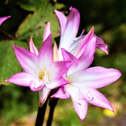 Belladonna Lily - Pink Hybrids Exclusive